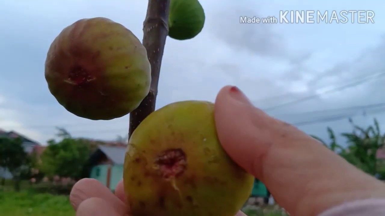 #Buah Ara #Fig Fruit #Tin Osborne Prolific
