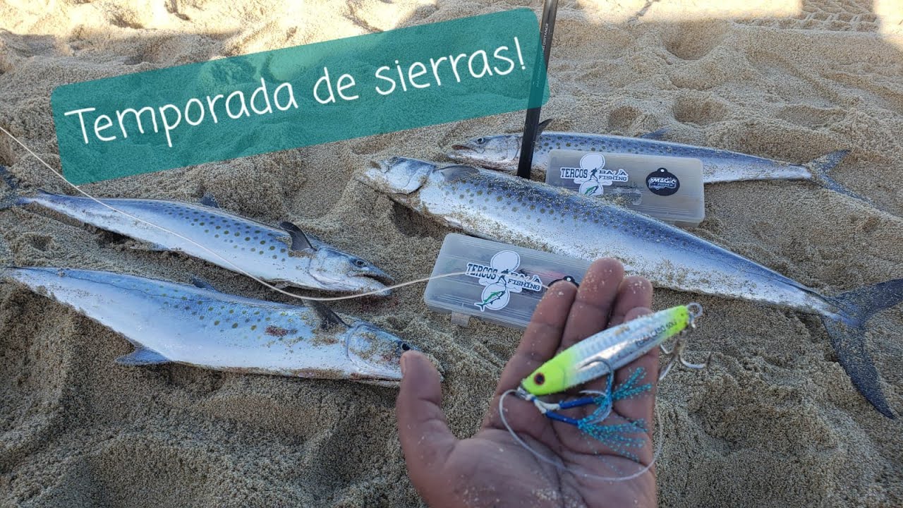 Temporada de pesca de sierras de orilla con jigs!