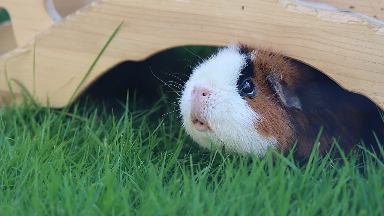 Endlich geht's nach draußen | Die Schweinwohner