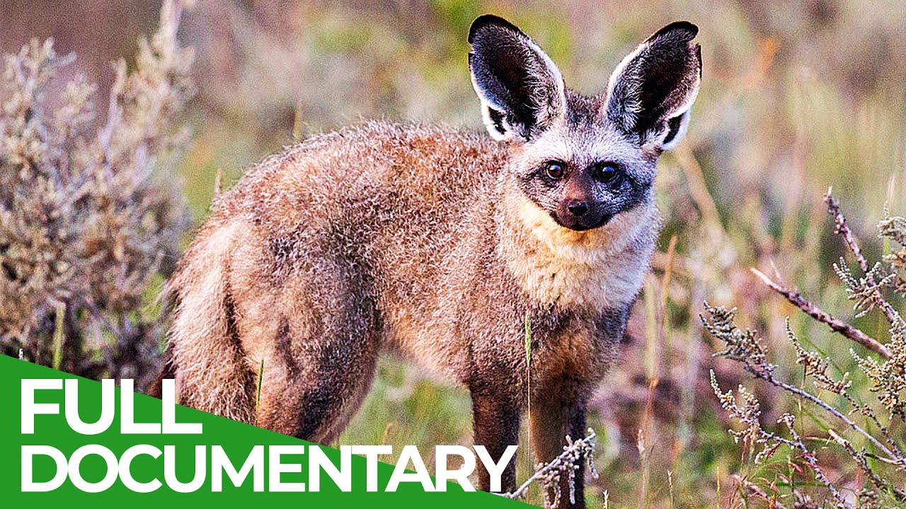 Animal's Super Senses - Hearing | Free Documentary Nature