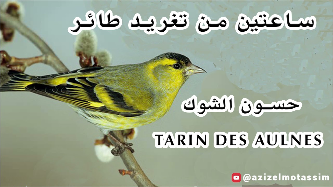 ساعتين من تغريد طائر حسون الشوك   الطرنجان   النعاري خالي من الأخطاء