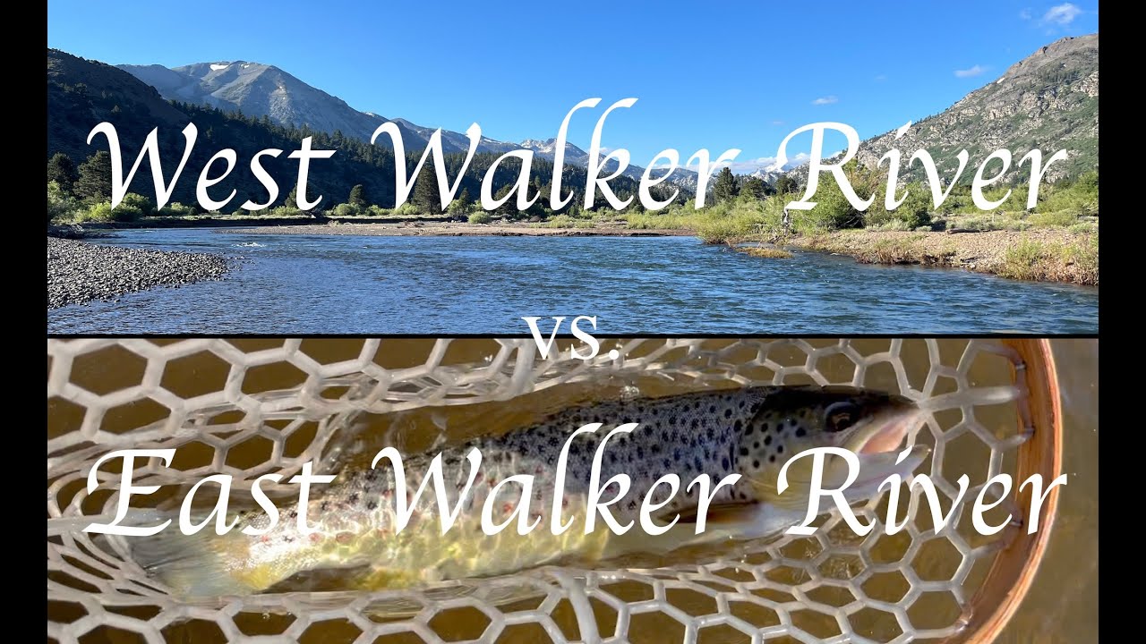 Fly Fishing - West Walker River vs. East Walker River