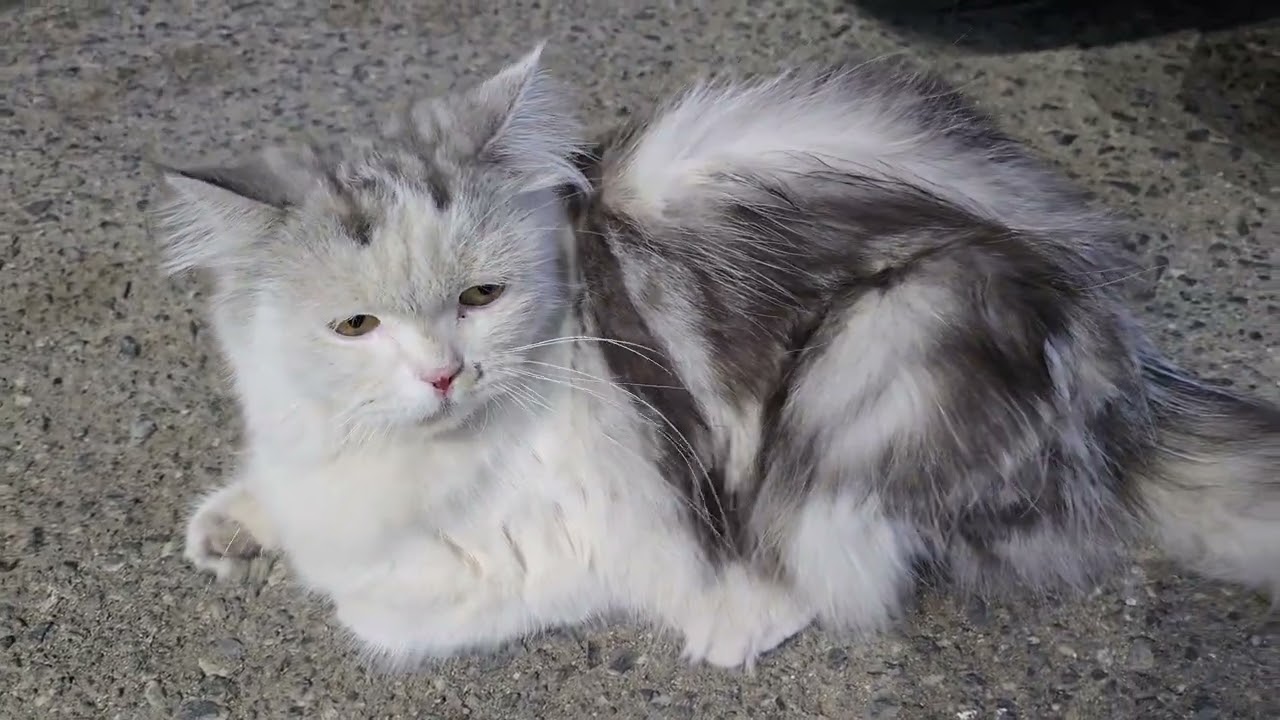 #cat