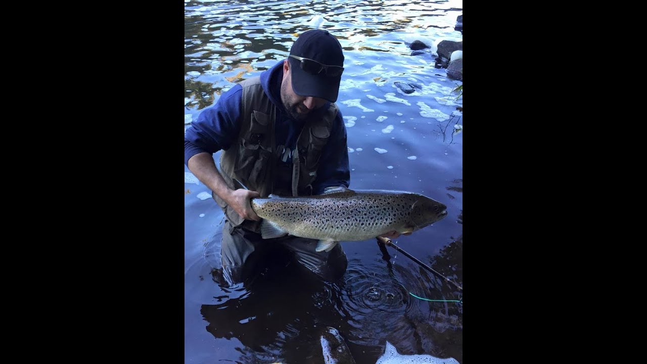 Flugfiske i Mörrumsån 2015 Alla fiskar/ Fly fishing in Mörrum River all fish 2015