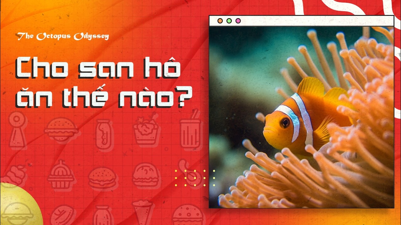 SAN HÔ cũng ĐÓI, nhưng không biết nói | Cho san hô ăn như thế nào