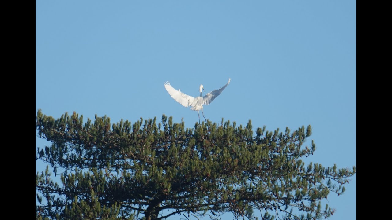 The Great Egret and The Onioneaters Cheriton Walk 14th Jan 2025