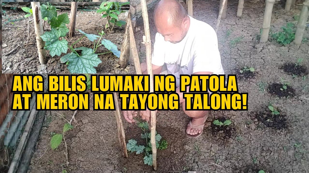 ANG BILIS LUMAKI NG PATOLA AT MERON NA TAYONG TALONG!
