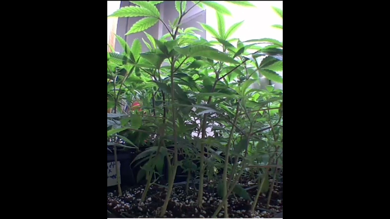 downgraded clone setup featuring superboof mac1 x gary payton gelonade connected cut