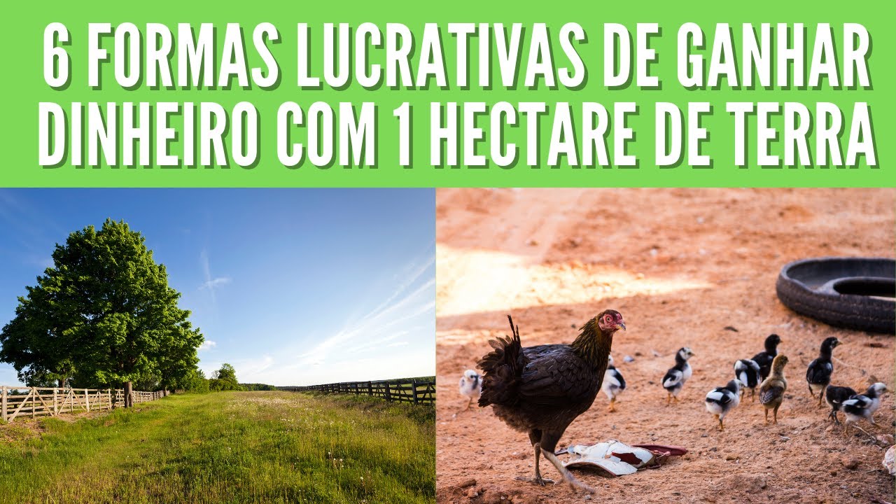 6 formas de GANHAR DINHEIRO com 1 hectare de terra