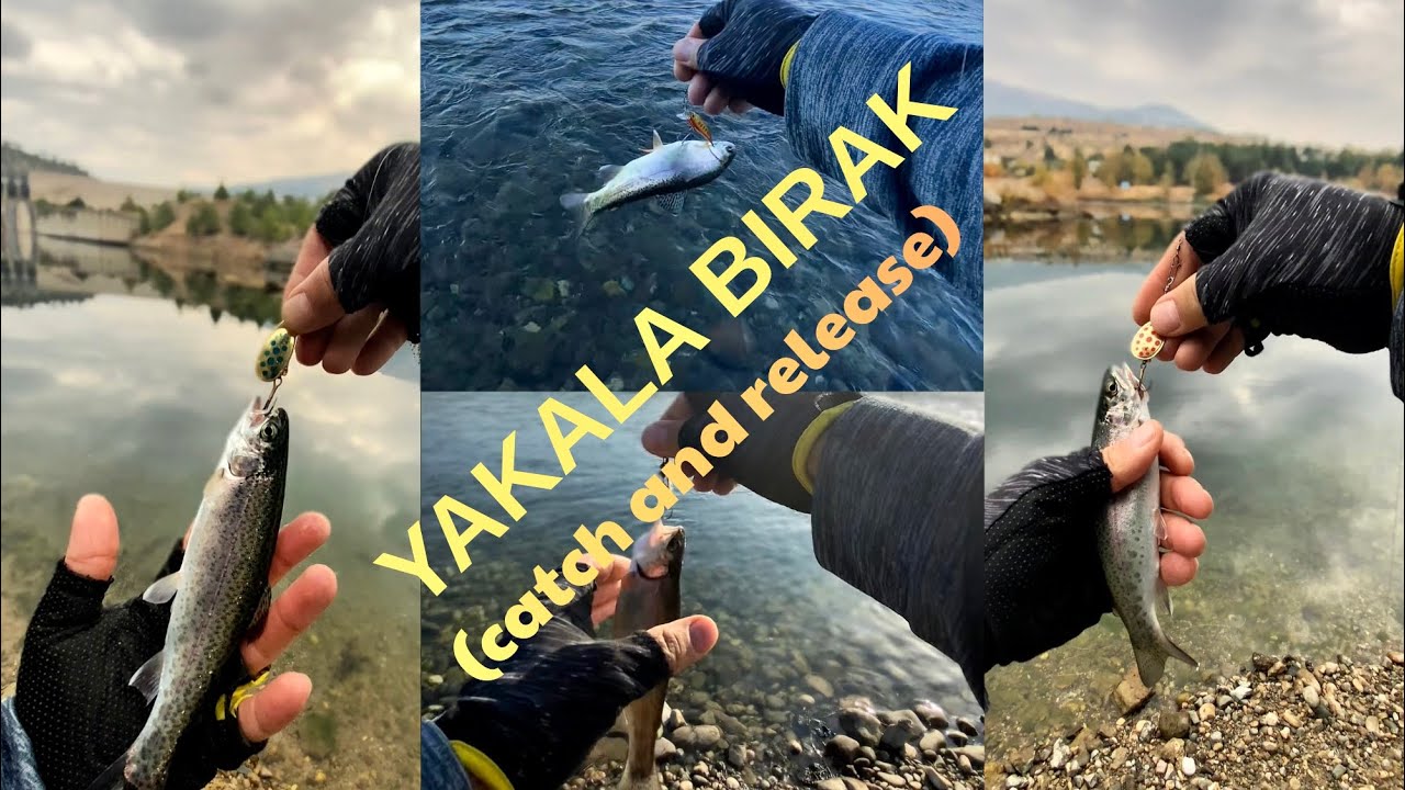 HEPSİNİ GERİ SALDIM 💪🎣 // “catch and release” (alabalık)#fishing #alabalıkavı #lrf #catchandrelease 