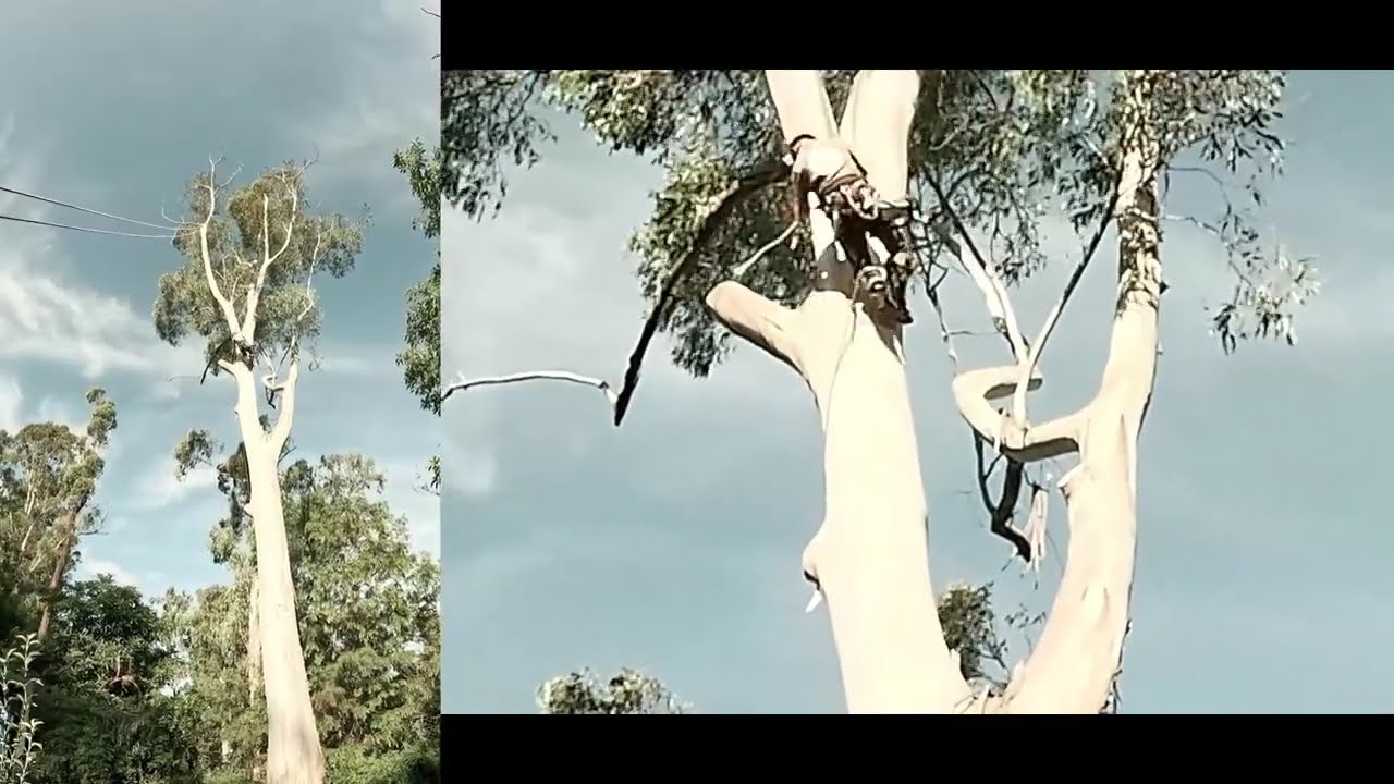 Tree removal Australia sneak peek of what we do flashes past on your screen Absolutely Burko