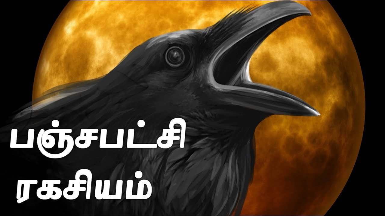 Pancha Patchi whatsapp class Review | பஞ்ச பட்சி சாஸ்திரம்