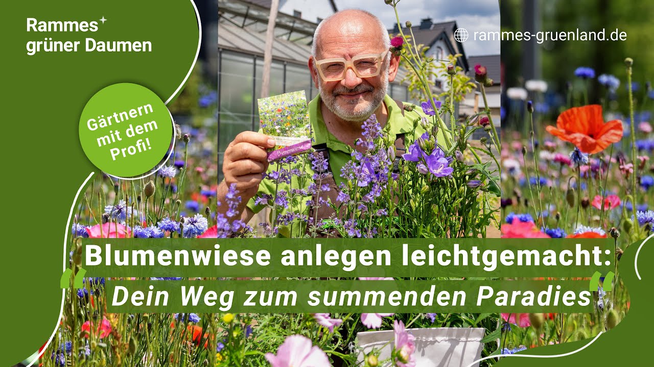 Blumenwiese anlegen leicht gemacht: Dein Weg zum summenden Paradies