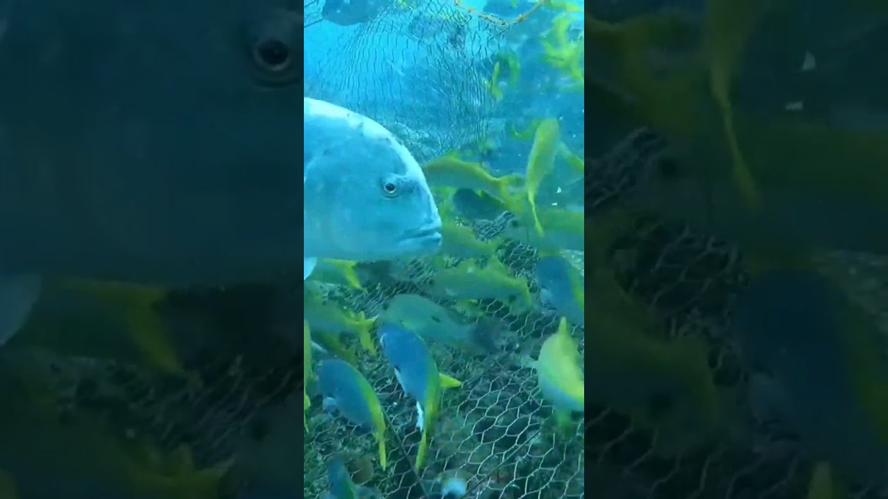 GoPro in bait trap 😱🥰 #shorts #fishtoys #fishing #gtfishing