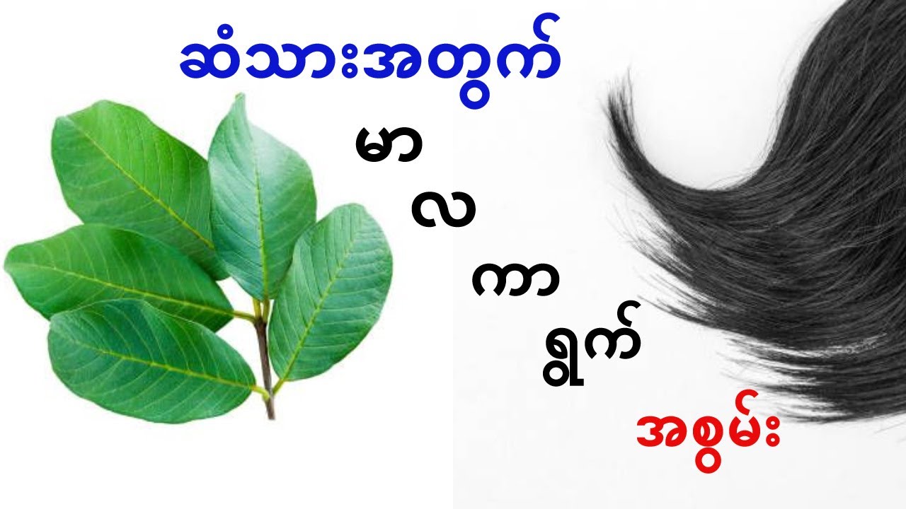 ဆံသားအတွက် မာလကာရွက်အစွမ်း