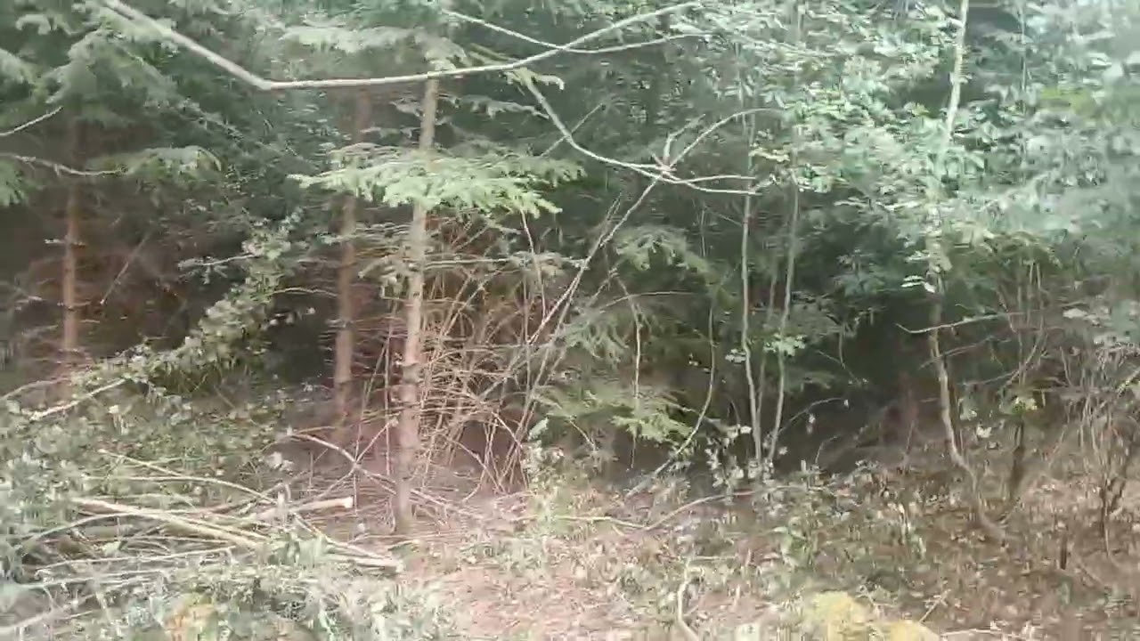 Probirka mladého porostu.