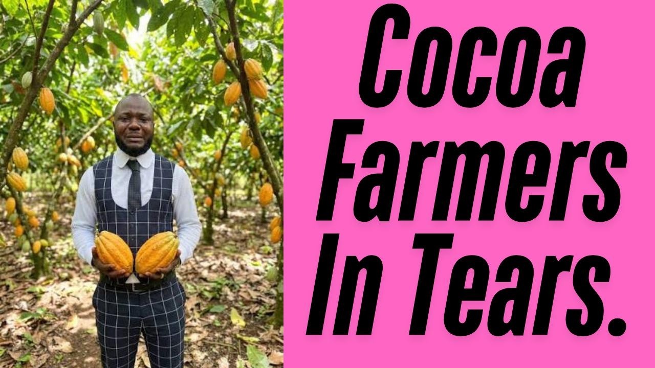 LRC Destroys Cocoa Farming In Ambazonia As They Did With Coffee.