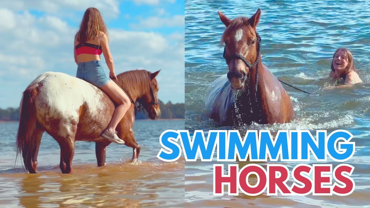 I Went Swimming with Horses!