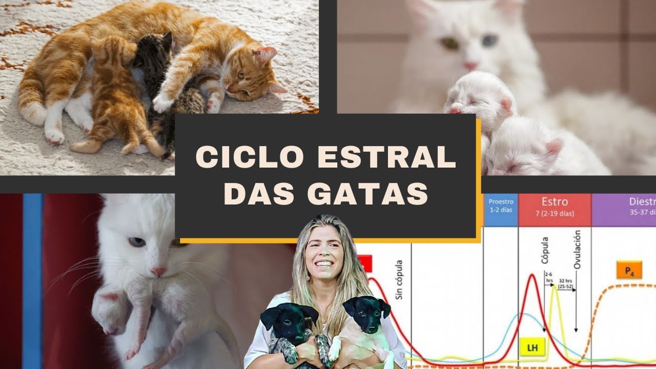 Ciclo estral das gatas