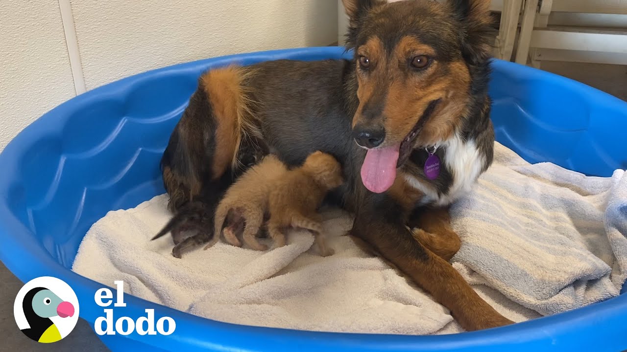 Perrita que perdió a sus cachorros amamanta y cría a gatitos huérfanos I El Dodo