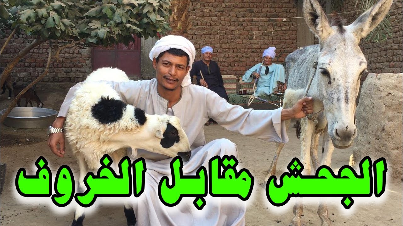 خروف ابو التركي وجحش عم مظهر | هتموت من الضحك