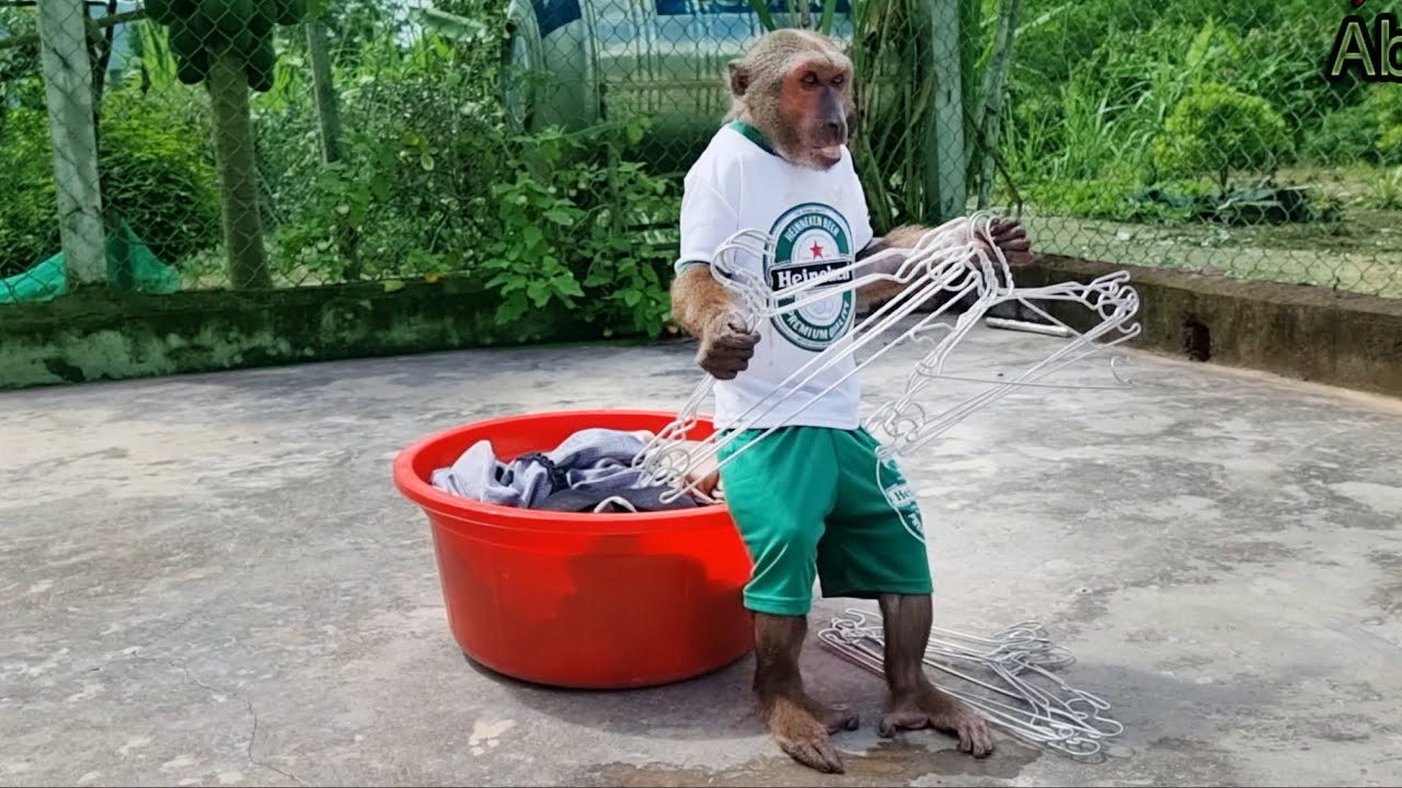 Oh! The monkey Abu is so smart that he helps mom dry clothes