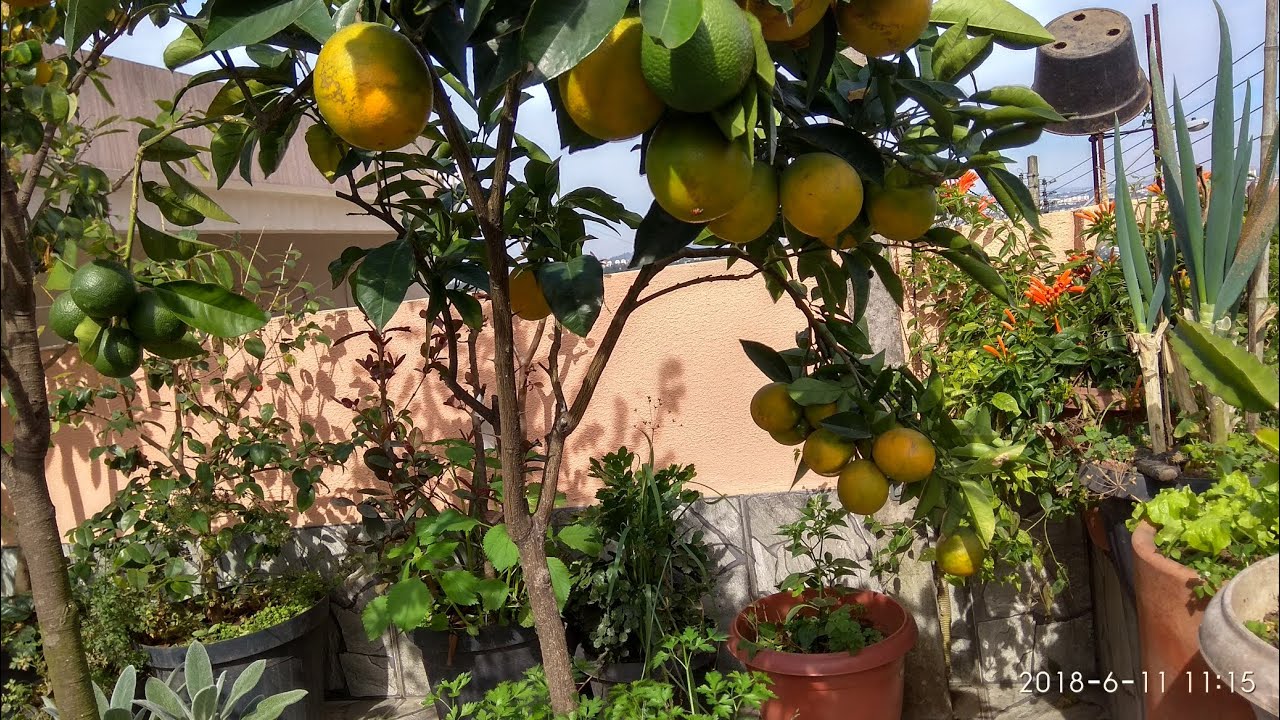 Incrível a produção da laranja pêra em vaso