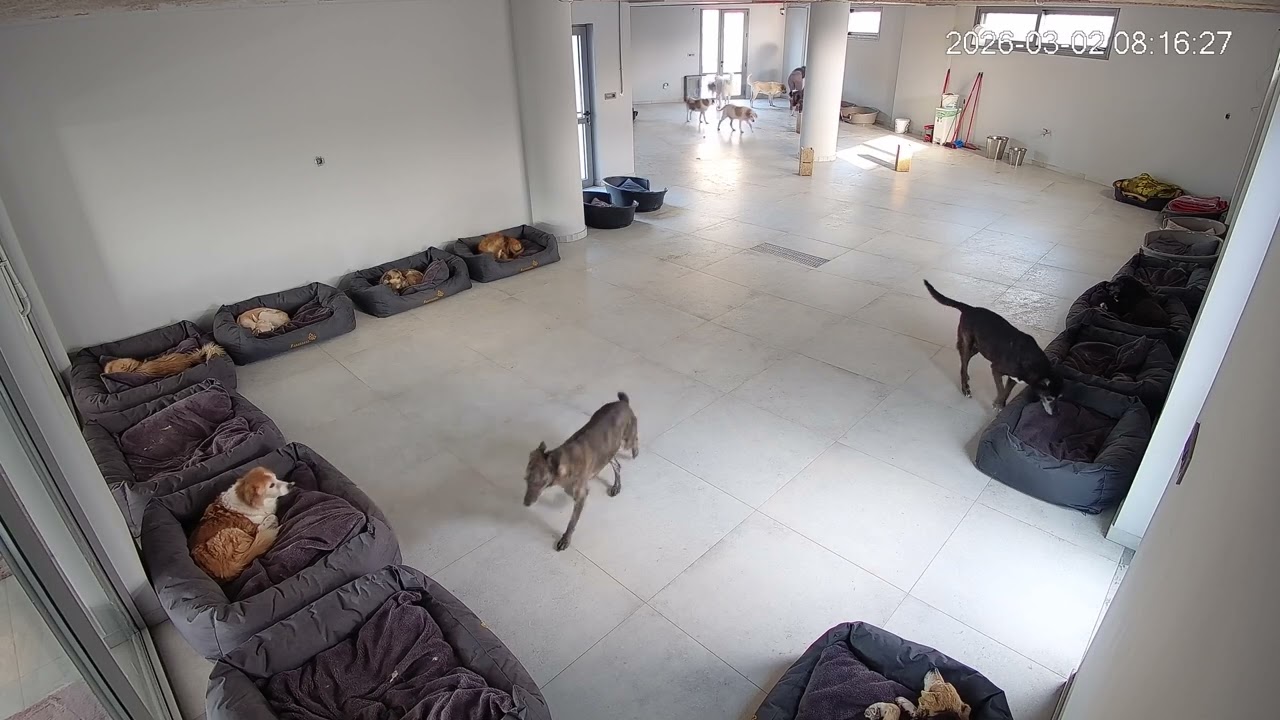 Good Morning from the Shelter! Another Day Begins - Takis Shelter