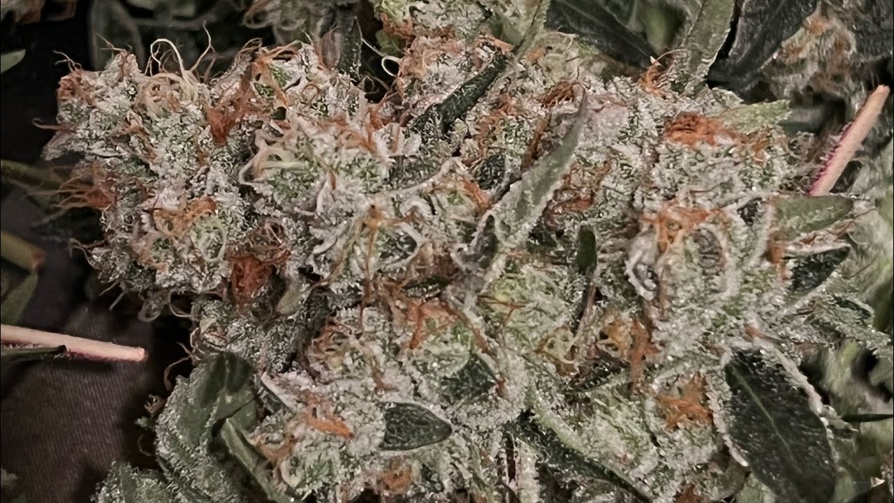 Cannabis Flower Week 9: Viparspectra XS 4000 LED Grow Light in a 4x4 Tent Ready To Harvest!