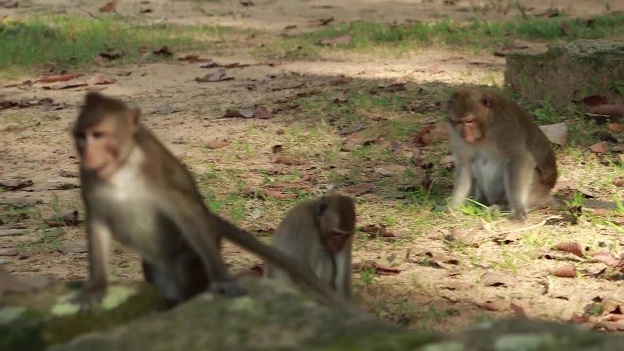 Monkey Yamasaki and Spring  meet Together / MA-D.543