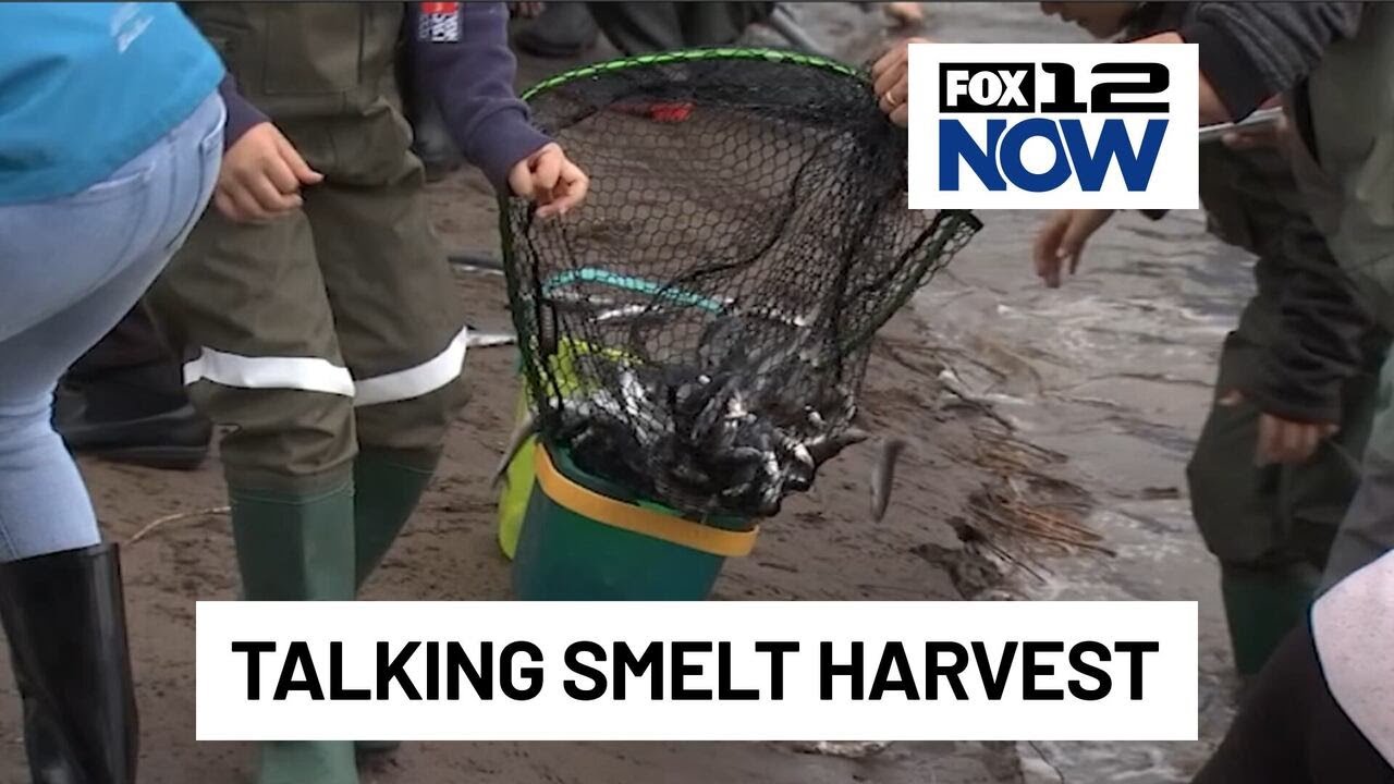What to know about harvesting smelt in Oregon
