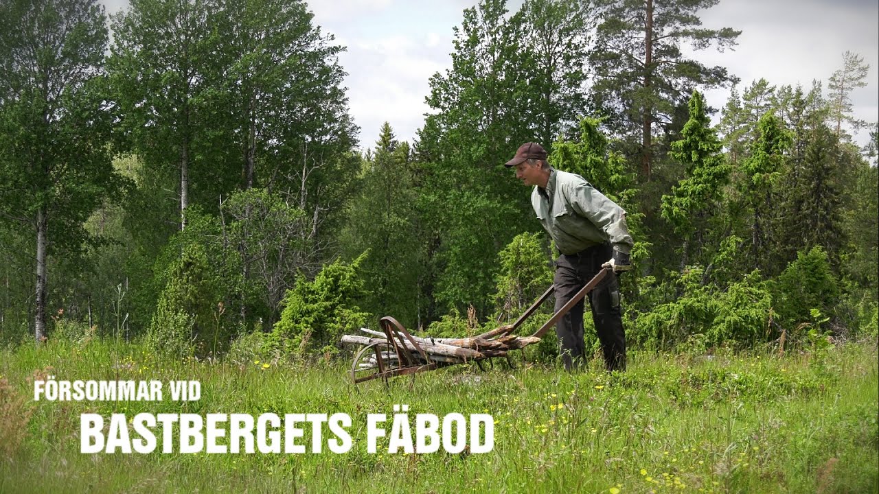 F&ouml;rsommar vid Bastbergets f&auml;bod