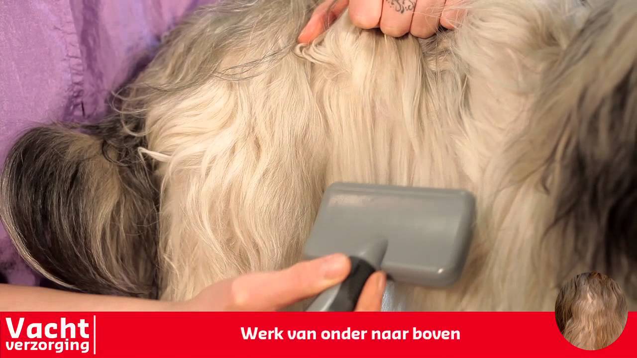 Vachtverzorging van honden met een langharige vacht met veel onderwol