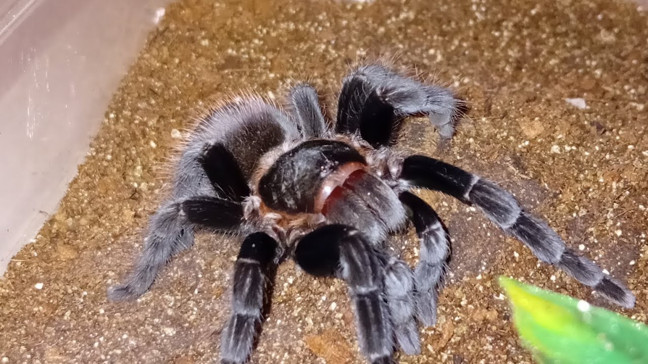 Tliltocaytl Vagan Rehouse (Successful)
