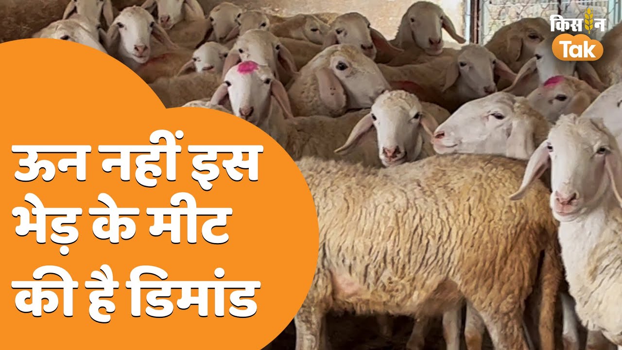 Muzaffarnagari Sheep: मुजफ्फरनगरी भेड़ की दिलचस्प कहानी, इस भेड़ के मीट की भारी डिमांड | Kisan Tak