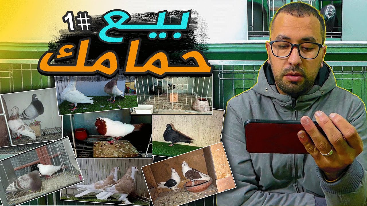 بيع حمامك #1 | حمام متنوع للبيع من جميع مدن المغرب !!