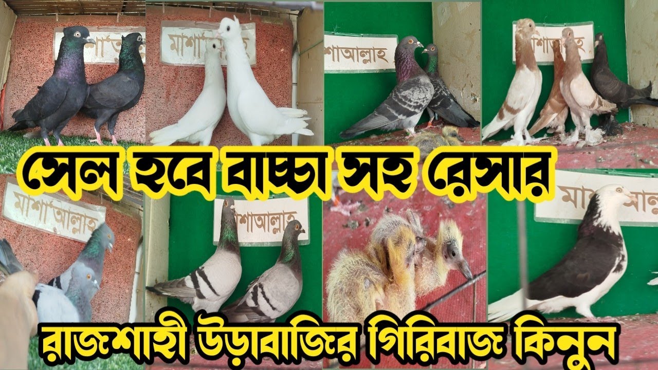 টপ কলেটির রেসার বাচ্চা সহ কিনুন। জোড়ায় জোড়ায় বাচ্চা। এসে দেখে কিনুন। 