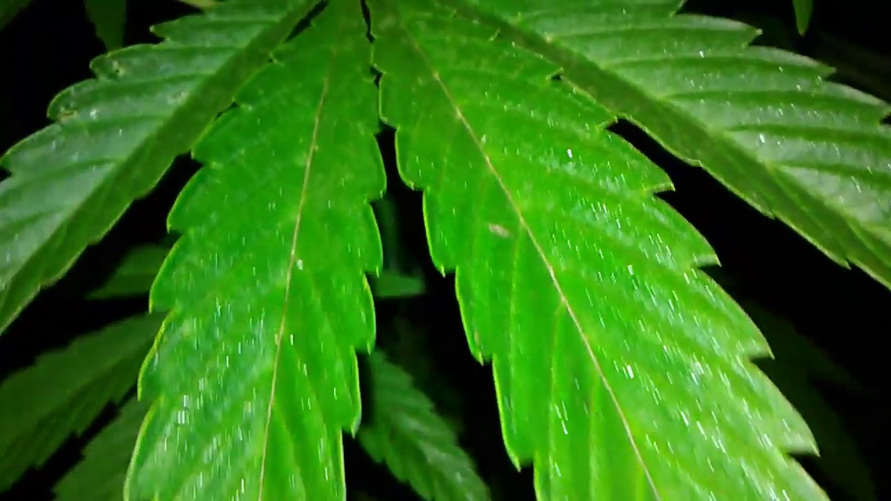 Lava Cake Cannabis Grow 8-11-19