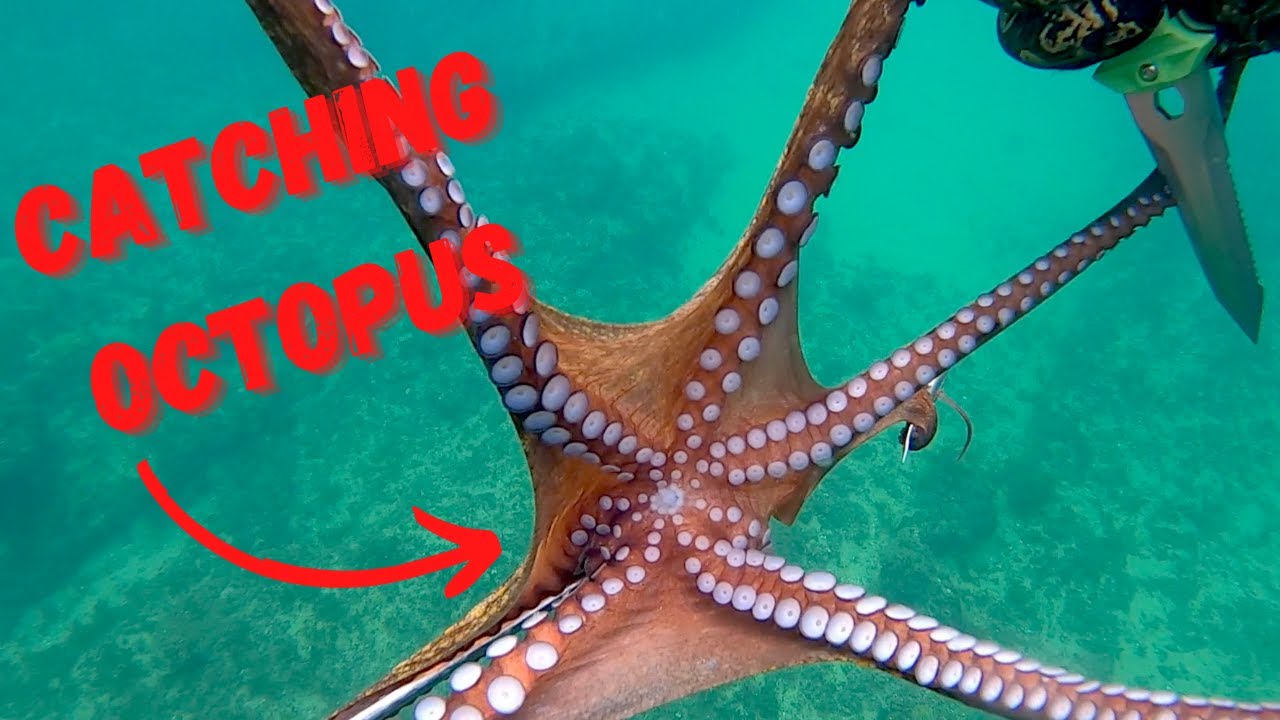 Spearfishing in Portugal 2021 OCTOPUS CATCH AND COOK!