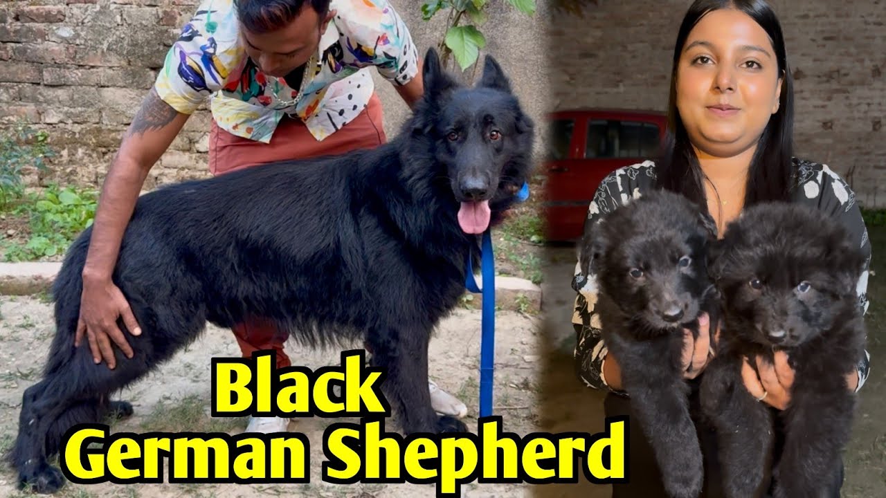 Black German Shepherd Home Breed Puppys. Dog Market in Kolkata Price. Kolkata Dog Market.