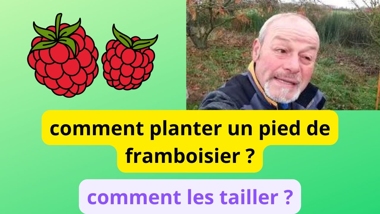 Comment planter un pied de framboisier ?  , comment  tailler  ?