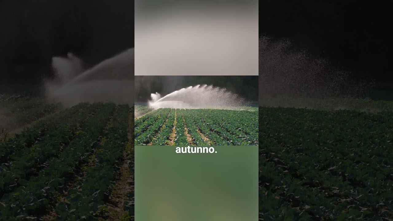 🌿 Come coltivare il luppolo nel tuo orto: guida completa! 🌱