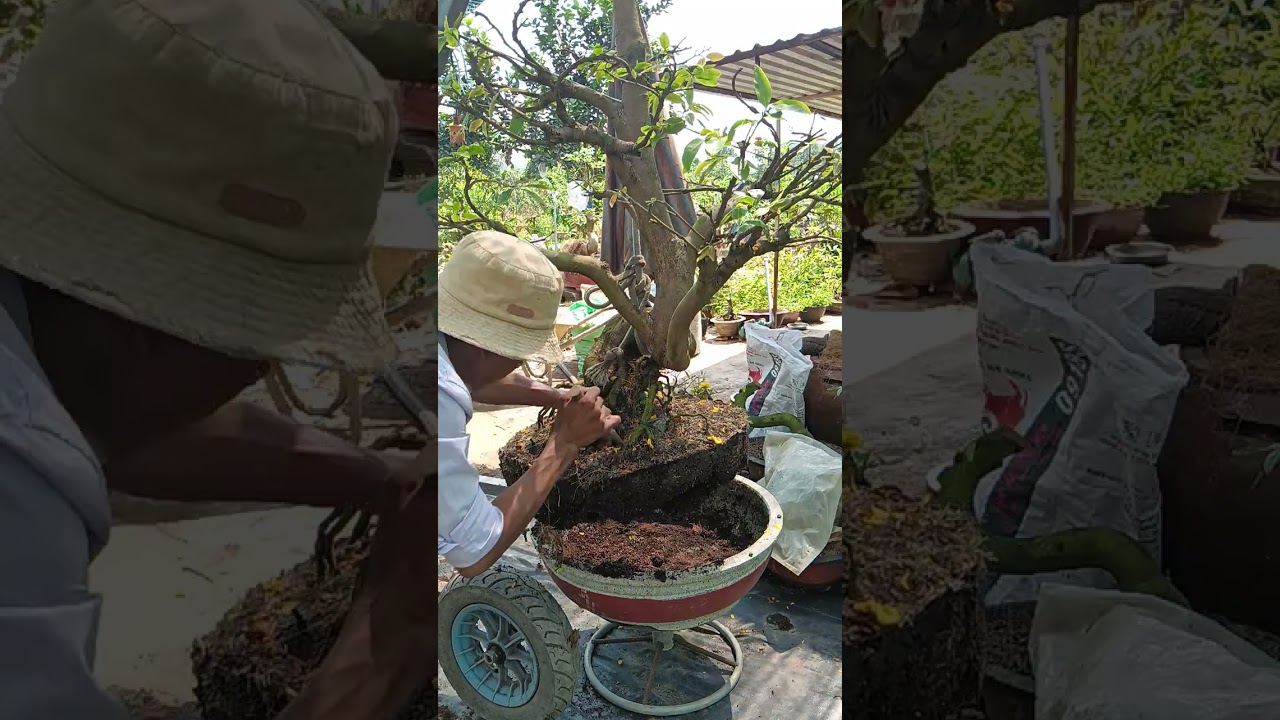 Chia sẻ cách đôn tàng .khui đất nhưng .thay chất trồng cho cây mai trong chậu