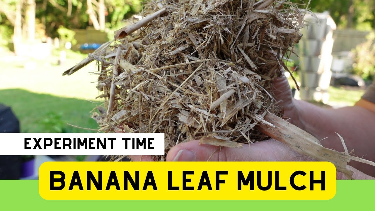 Will This Method Work To Make Mulch From Banana Leaves? Time for another Garden Experiment