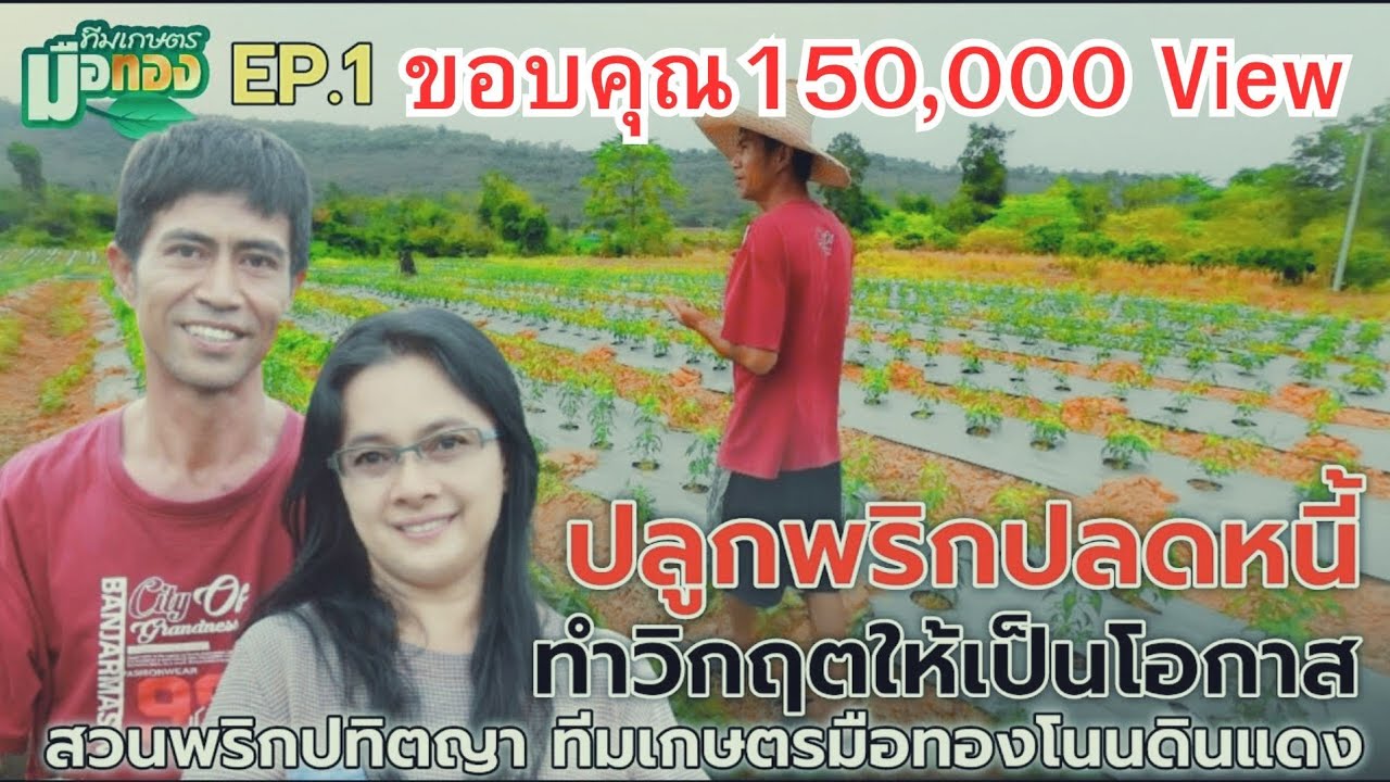 ปลูกพริกปลดหนี้ที่สวนพริกปทิตญา EP.1 @teamkasetmeuthong อ.โนนดินแดง จ.บุรีรัมย์
