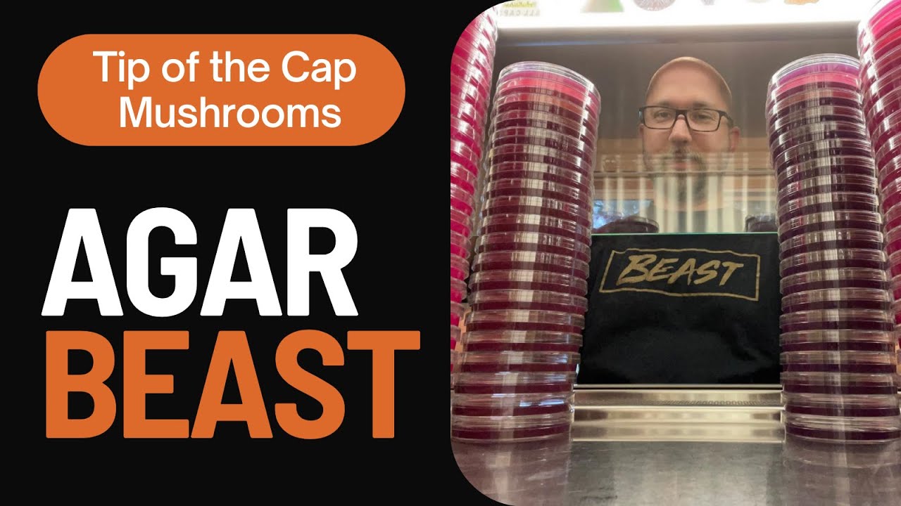 All About Agar with Tim of Tip of the Cap Mushrooms 🍄 ✨ The MycoGeeky Podcast