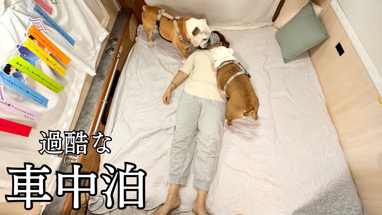 標高1,000㍍真っ暗闇の車中泊…1㍍先が見えず愛犬見失いかけました【西伊豆スカイライン編】