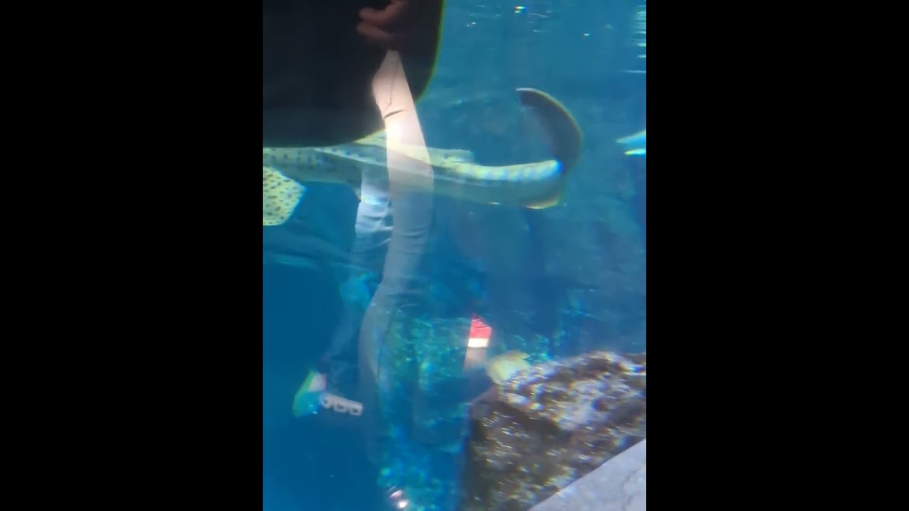 Sealife