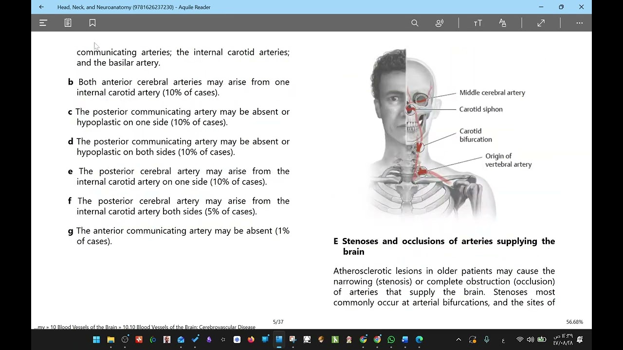 عرض كتاب Head, Neck, and Neuroanatomy (THIEME Atlas of Anatomy)  أفضل كتاب تشريح عصبي بالنسبة لي.