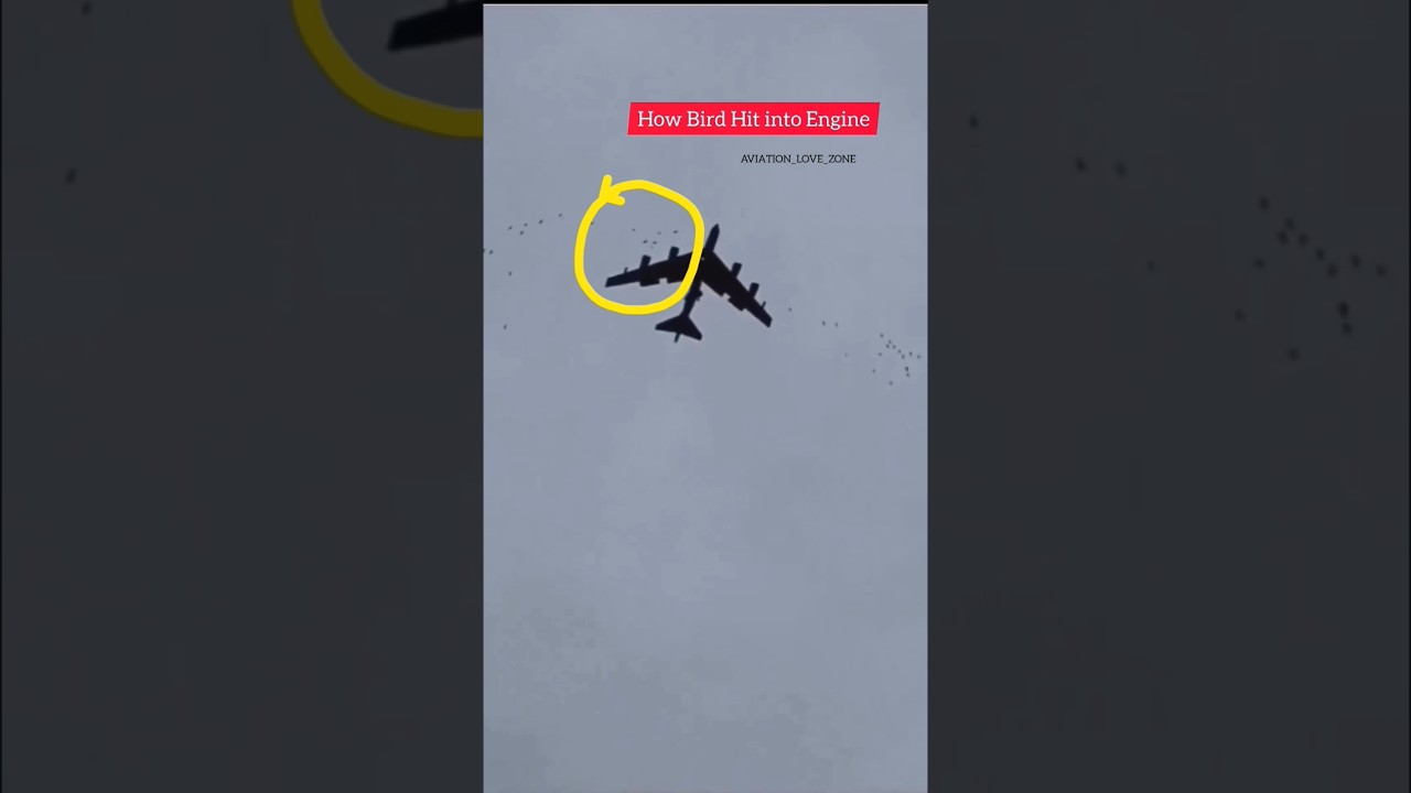 Live: Bird hit into Engine | Bird Strike  😳🤯 | #aviationlovezone #aviation